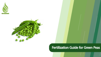 تصویر A Complete Fertilization Guide for Green Peas