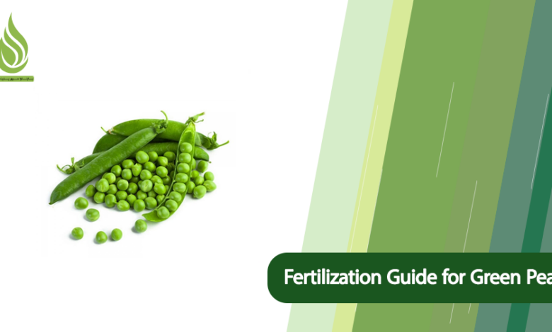 تصویر A Complete Fertilization Guide for Green Peas