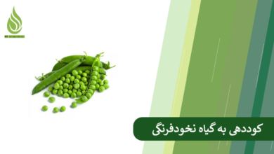 تصویر راهنمای جامع کوددهی به نخودفرنگی (از کاشت تا برداشت)