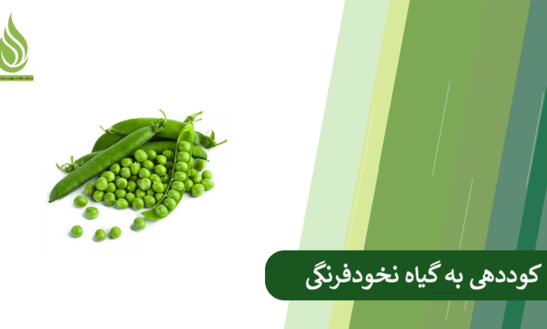 تصویر راهنمای جامع کوددهی به نخودفرنگی (از کاشت تا برداشت)
