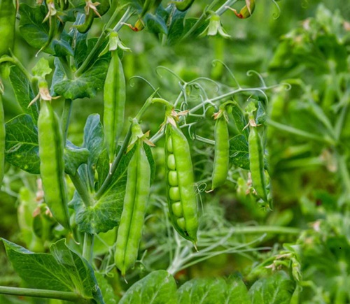 پرورش و کوددهی به نخودفرنگی