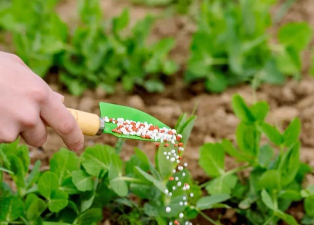 آزمایش خاک برای برنامه کوددهی به نخودفرنگی