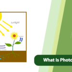 What Is Photosynthesis?