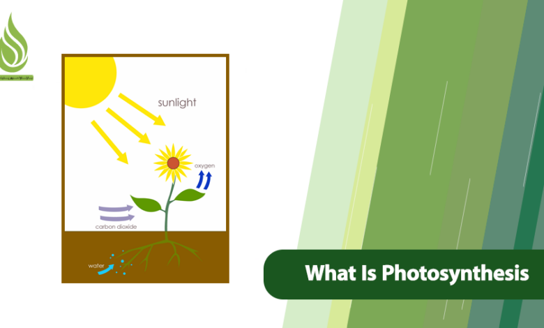 تصویر What Is Photosynthesis? Simple Guide to How Plants Make Food