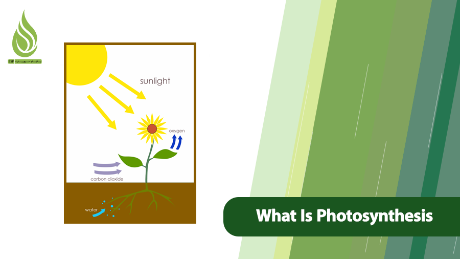 What Is Photosynthesis?