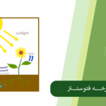 همه چیز درباره فرایند فتوسنتز