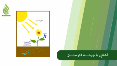 تصویر فتوسنتز چیست؟ چه عواملی بر میزان فتوسنتز تاثیر می گذارند؟