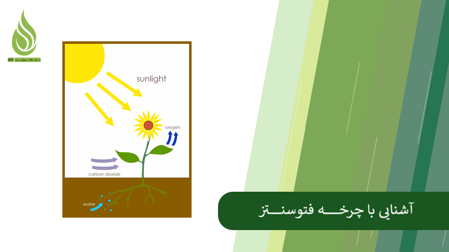 همه چیز درباره فرایند فتوسنتز