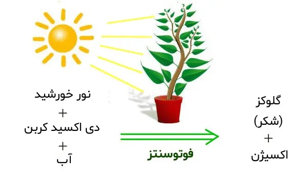 عوامل موثر بر فتوسنتز