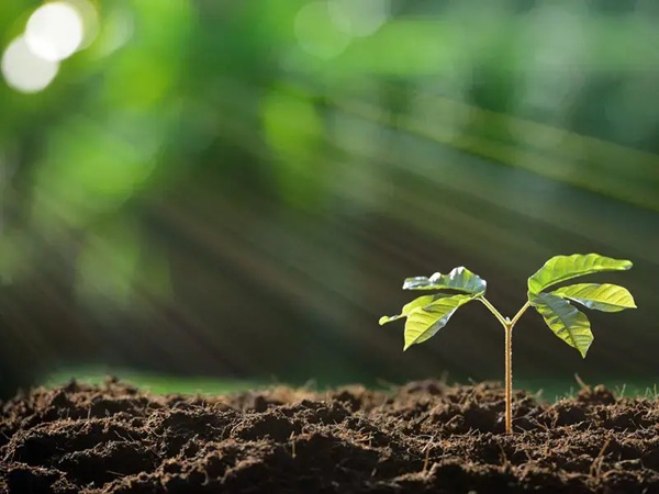 تعریف فتوسنتز