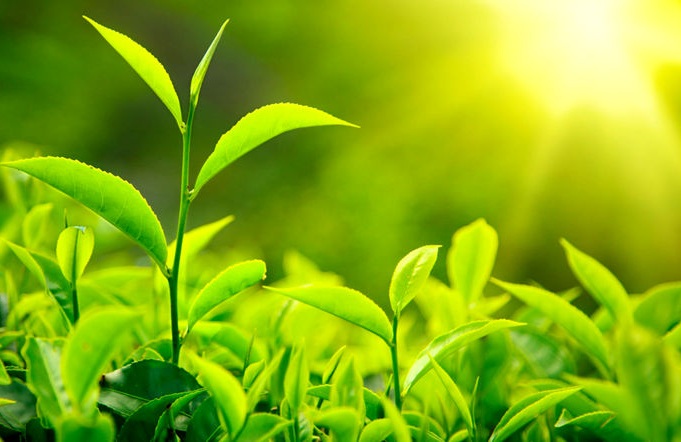 نقش کودها در بهبود فتوسنتز