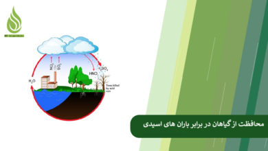 تصویر چگونه از گیاهان و درختان در برابر باران اسیدی محافظت کنیم؟