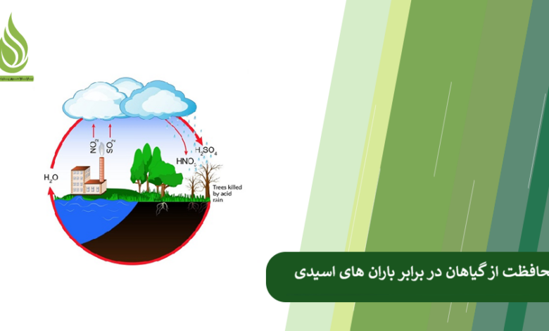 تصویر چگونه از گیاهان و درختان در برابر باران اسیدی محافظت کنیم؟