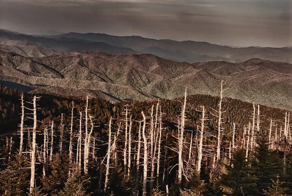 تاثیر باران های اسیدی بر سلامت گیاهان و درختان 