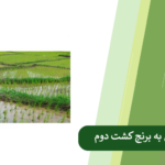 نکات مهم در تدوین برنامه کود دهی کشت دوم برنج