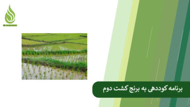 تصویر کود دهی کشت دوم برنج؛ راهکار مهم برای برداشت محصول بیشتر