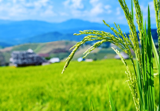 اهمیت کود کشت دوم برنج