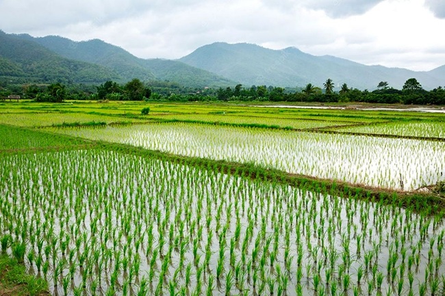 مزایای کود کشت دوم برنج