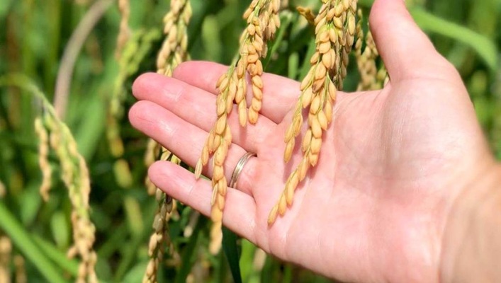 اهمیت آزمایش خاک برای کود دهی در کشت دوم برنج