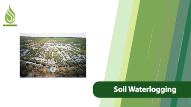 تصویر What Causes Soil Waterlogging and How to Fix It Effectively