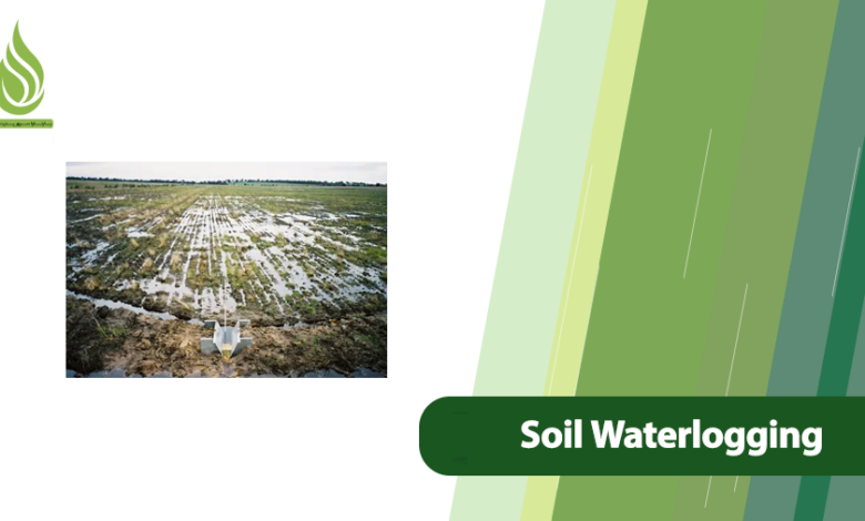 تصویر What Causes Soil Waterlogging and How to Fix It Effectively