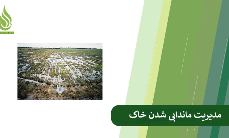 تصویر علت ماندابی شدن خاک چیست؟ چگونه این مشکل را رفع کنیم؟