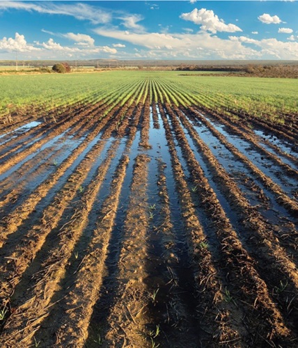 ماندابی شدن خاک و تاثیرات آن