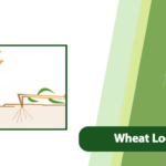Wheat Lodging