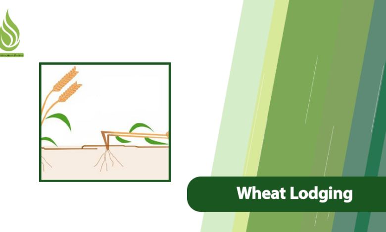 تصویر What Is Wheat Lodging & How to Reduce It in Cereals?