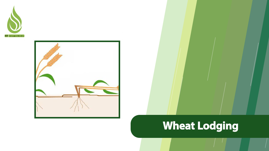 Wheat Lodging
