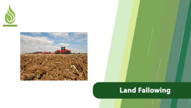 تصویر What Is Land Fallowing? When Should You Do It?