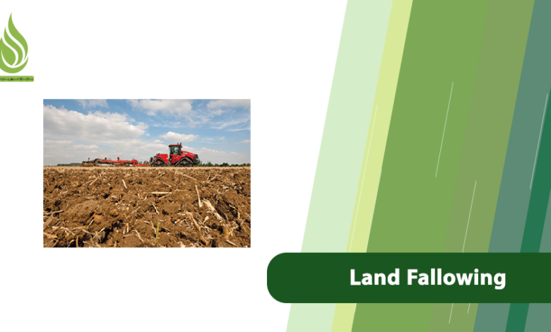تصویر What Is Land Fallowing? When Should You Do It?