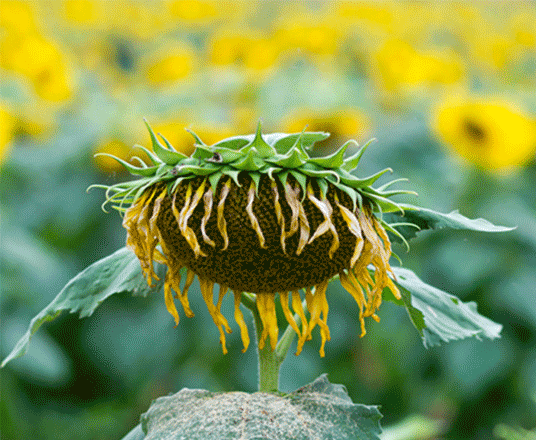 تعریف استرس در گیاهان