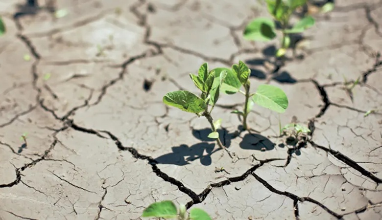 بررسی راه های احیای گیاهان بعد از بروز استرس