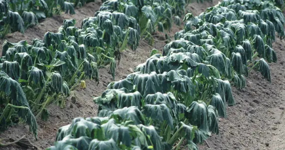 روش های جلوگیری از بروز استرس در گیاهان