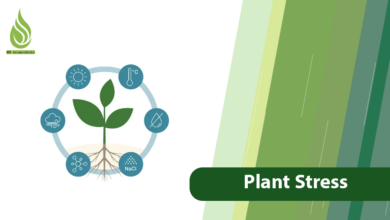 تصویر What is Plant Stress & How to Manage It?