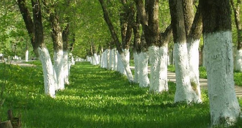 The Best Time to Use Trunk Protector Paint