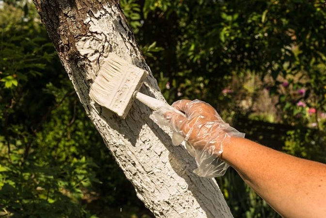 What is Tree Trunk Protector Paint?