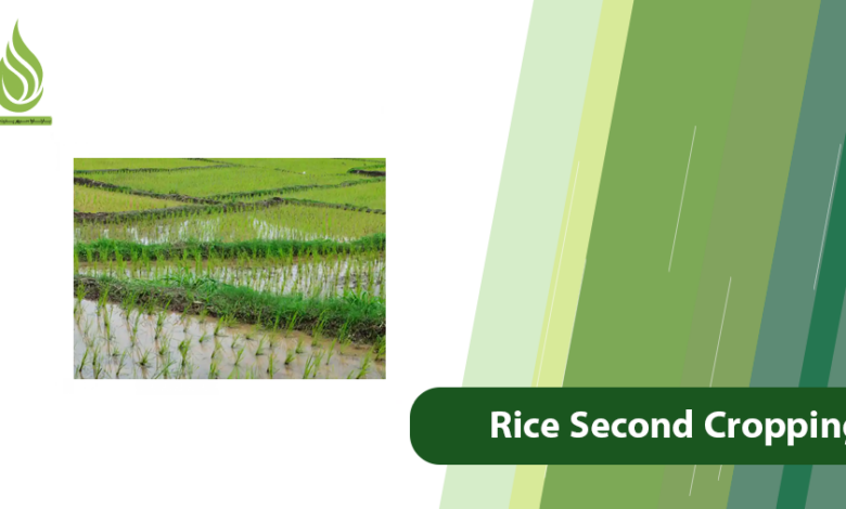 تصویر Second Cropping of Rice: Best Strategies for Better Yield