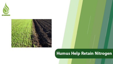 تصویر How Does Humus Help Retain Nitrogen in Soil?