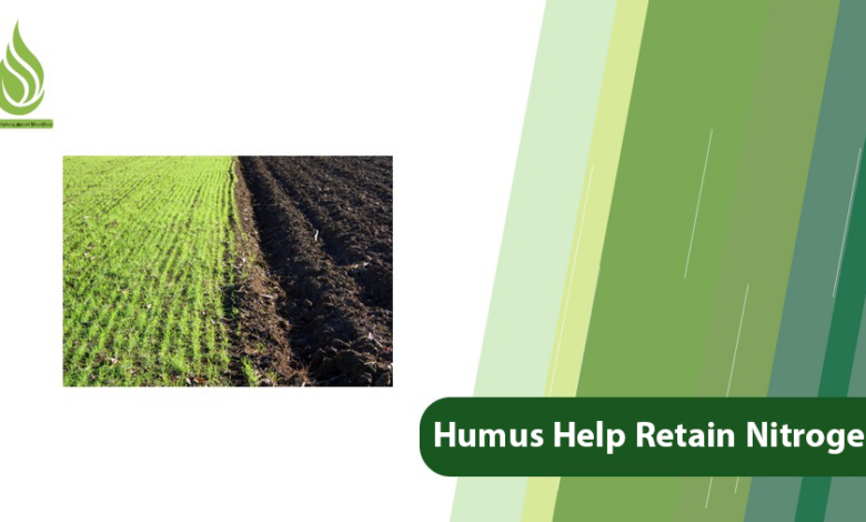 تصویر How Does Humus Help Retain Nitrogen in Soil?