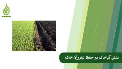 تصویر چگونه گیاخاک باعث نگهداری نیتروژن در خاک می شود؟