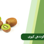 همه چیز درباره کاشت و کوددهی به کیوی