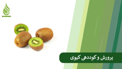 تصویر نکات مهم برای کاشت و کوددهی به میوه کیوی