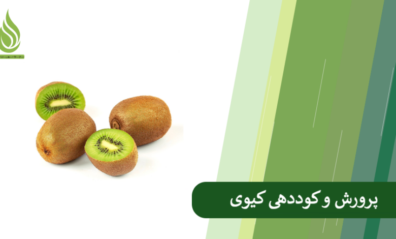 تصویر نکات مهم برای کاشت و کوددهی به میوه کیوی