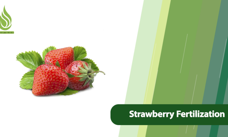 تصویر Complete Guide to Strawberry Nutrition and Fertilization Program