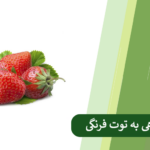 شرایط مناسب برای رشد توت فرنگی + برنامه کوددهی به توت فرنگی