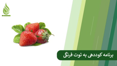 تصویر برنامه کامل تغذیه و کوددهی به توت فرنگی (بر اساس مراحل رشد)