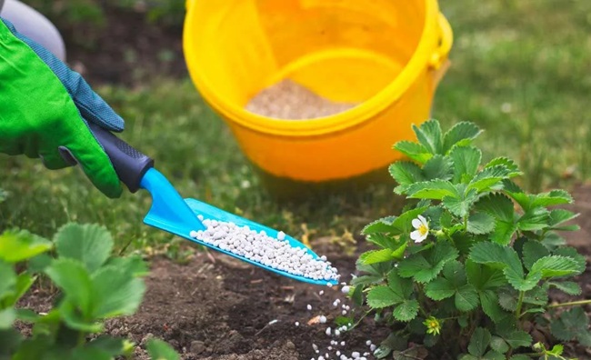 ضرورت کوددهی به توت فرنگی