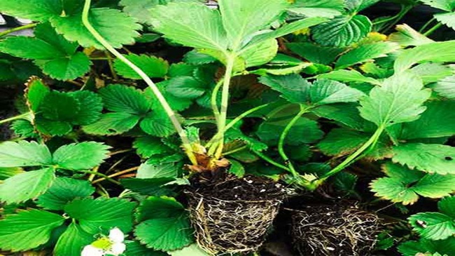 کوددهی به توت فرنگی برای افزایش ریشه زایی